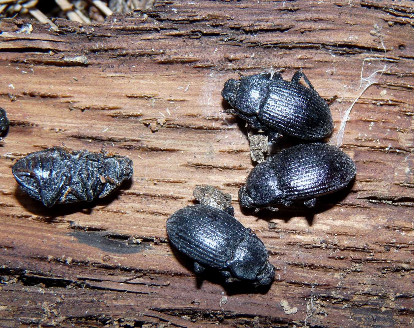 Colpotus strigosus? No, Dendarus coarcticollis